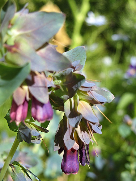 Cerinthe major ‘Purpurascens’